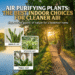 Air Purifying Plants